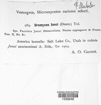Uromyces junci image